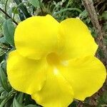 Allamanda cathartica Квітка