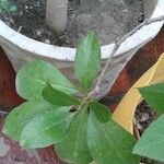 Brunfelsia americana Leaf