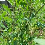 Indigofera arrecta Fruit