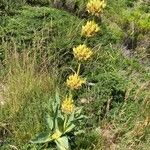 Gentiana luteaFlower