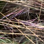 Festuca asplundii 花