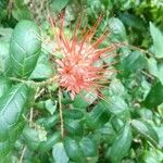 Combretum constrictum Floro