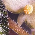 Begonia imperialis Flor