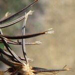 Bidens subalternans Fruit