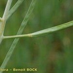 Conringia orientalis Φλοιός