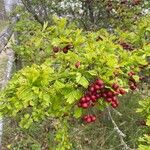 Crataegus rhipidophylla ഇല