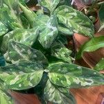 Aglaonema pictumЛист