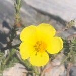 Fumana ericoides Flower