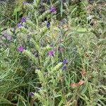 Echium vulgareFlower