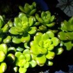Sedum hernandezii Foglia