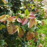 Eugenia uniflora Likasa