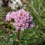 Valeriana tuberosaBlomst