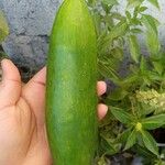 Cucumis sativus Плід