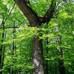 Quercus robur Bark