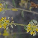 Alyssum serpyllifolium Floro