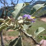 Solanum lycocarpum Flors