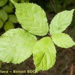 Rubus questieri Blad