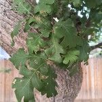 Quercus garryana Blad