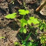 Ipomoea hederaceaᱥᱟᱠᱟᱢ