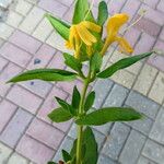 Lonicera acuminata Flower