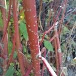 Cornus sericeaപുറംതൊലി