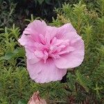 Hibiscus mutabilis ᱵᱟᱦᱟ