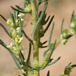 Bassia laniflora Annet