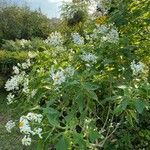 Montanoa hibiscifolia عادت