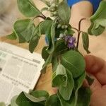 Vitex trifolia Flower