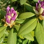 Rhododendron ponticumFloare