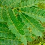 Albizia adianthifolia 葉