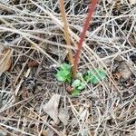 Aetheorhiza bulbosa Leaf