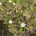 Parnassia palustris Blomma