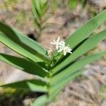 Maianthemum stellatumFlower