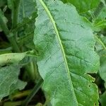 Nicotiana longiflora Blatt