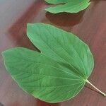 Bauhinia variegata Лист