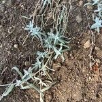 Cerastium biebersteinii ഇല