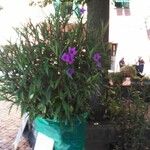 Ruellia simplex C.WrightList