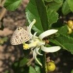 Grewia pachycalyx Flor