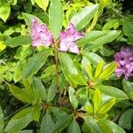 Rhododendron ponticum Flors