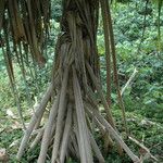 Pandanus tectorius Bark