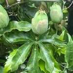 Passiflora caerulea पत्ता