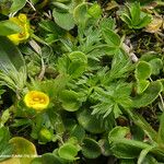 Potentilla brauneana Blad