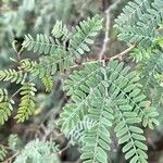 Prosopis koelziana Leaf