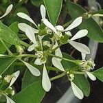 Chamaesyce hypericifolia Цвят