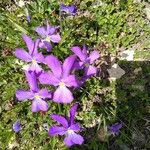 Viola calcarata Blomma