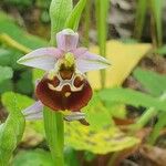 Ophrys fuciflora Blomst