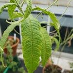Solanum ensifolium Hoja