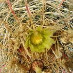 Ferocactus cylindraceus Цветок