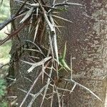 Gleditsia japonica Corteza